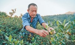 <b>访者供给农业农村是大有可为的广漠六合</b>